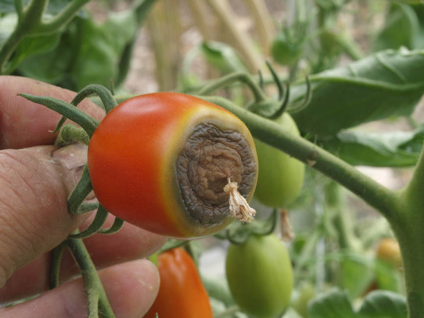 griffelrd tomat