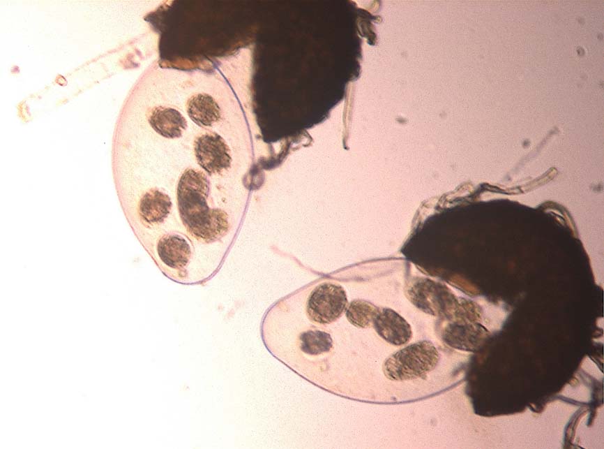 Sphaerotheca macularis f. sp. fragariae (S. alchemillae)