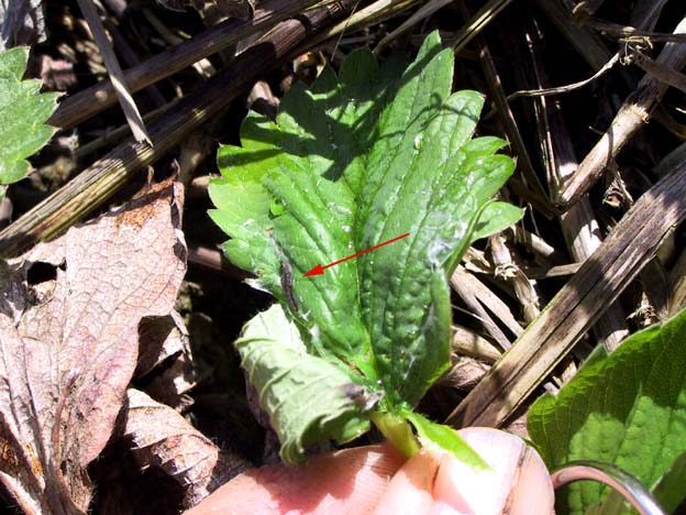 Acleris comariana