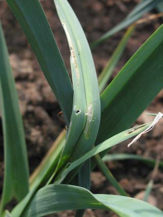 Acrolepiopsis assectella