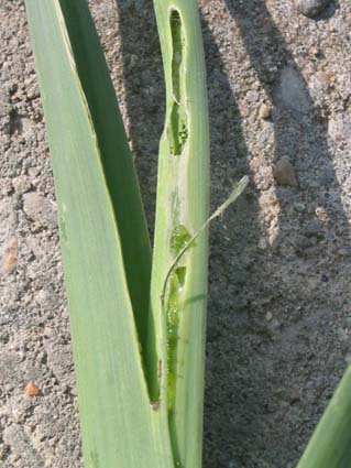 Acrolepiopsis assectella