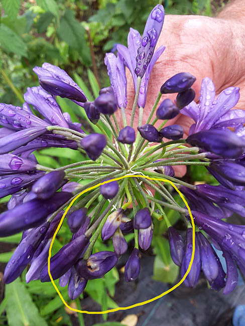 Agapanthus galmyg