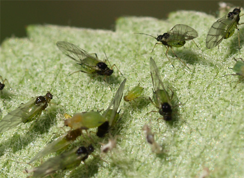 Aphis pomi