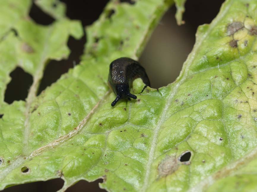 Arion hortensis