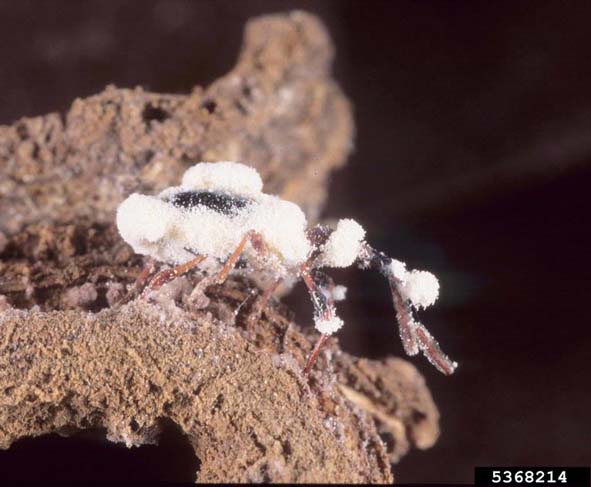Beauveria bassiana