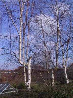 Betula verrucosa