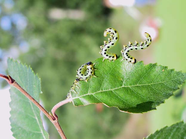 Croesus latitarcus