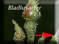 Bladlusarter