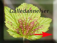 Galledannelser