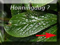 Honningdug