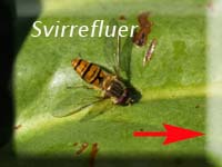 Svirrefluer