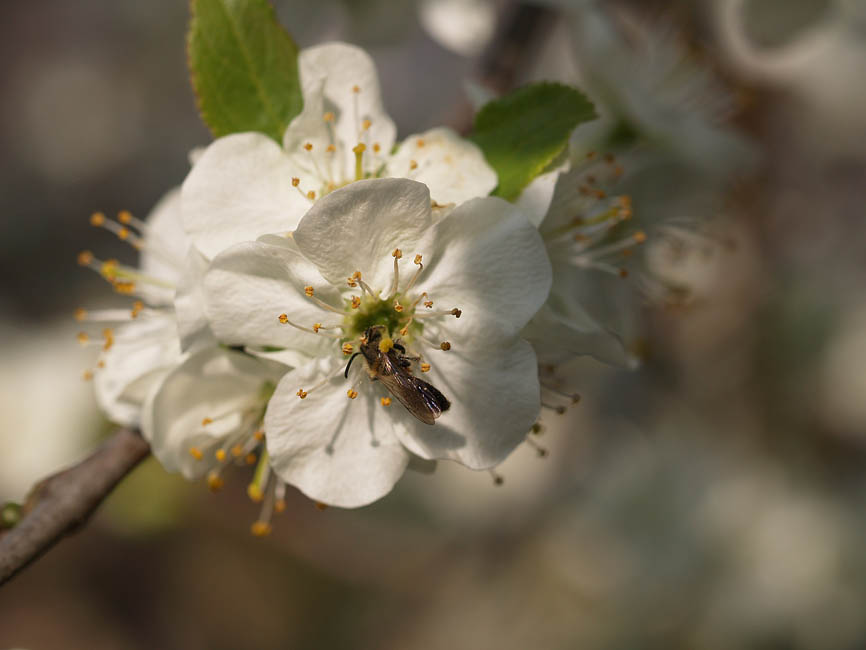 Hoplocampa minuta