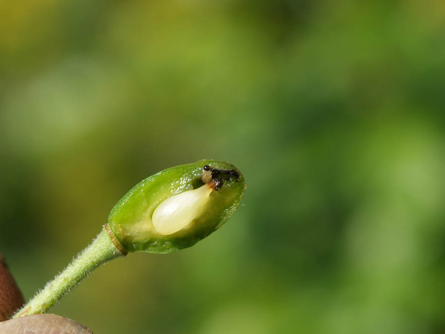 Hoplocampa minuta