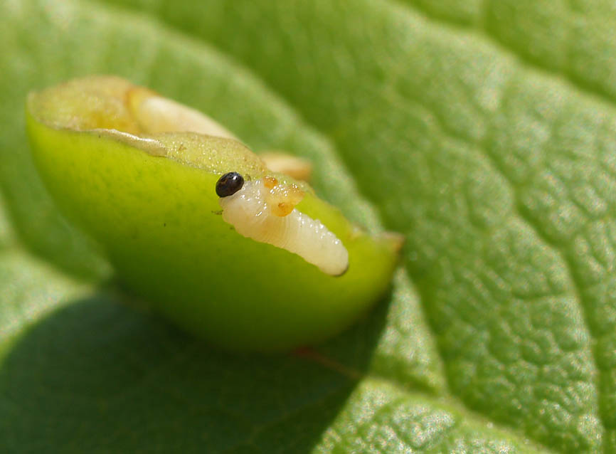 Hoplocampa minuta