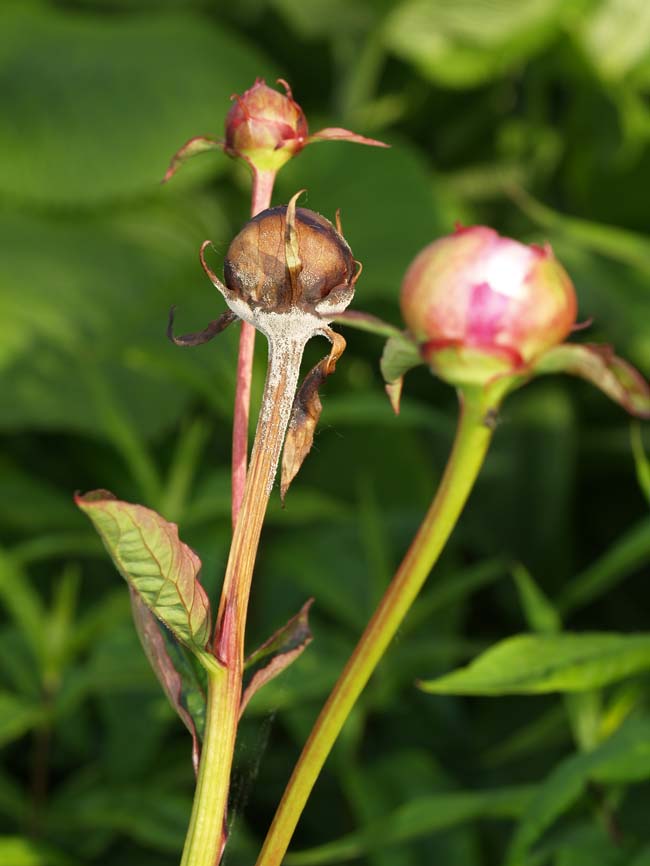 Botrytis paeonia