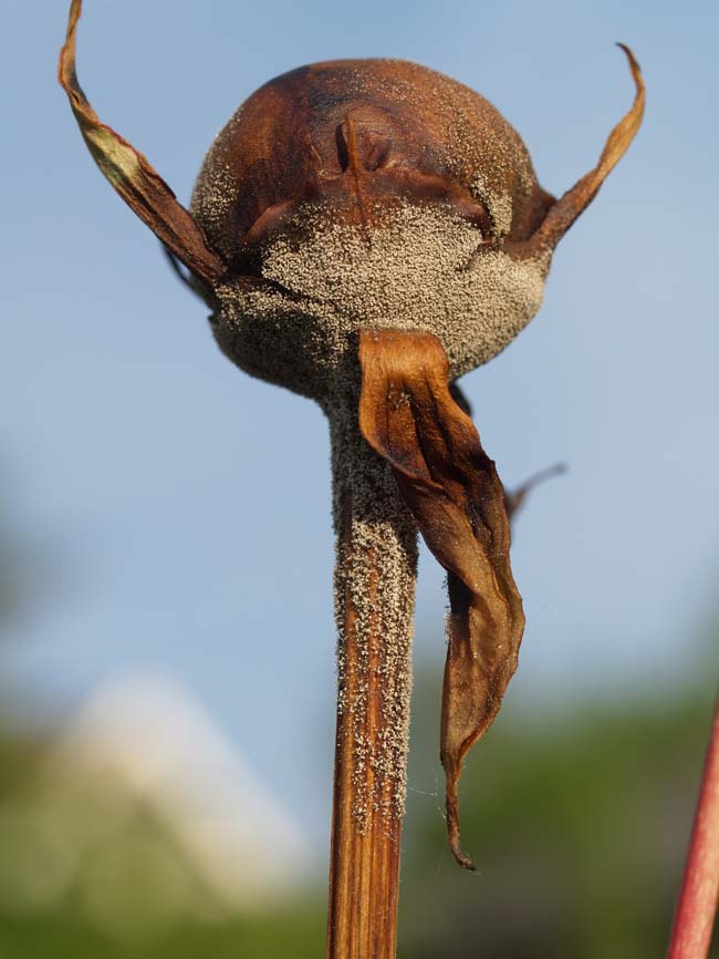 Botrytis paeonia