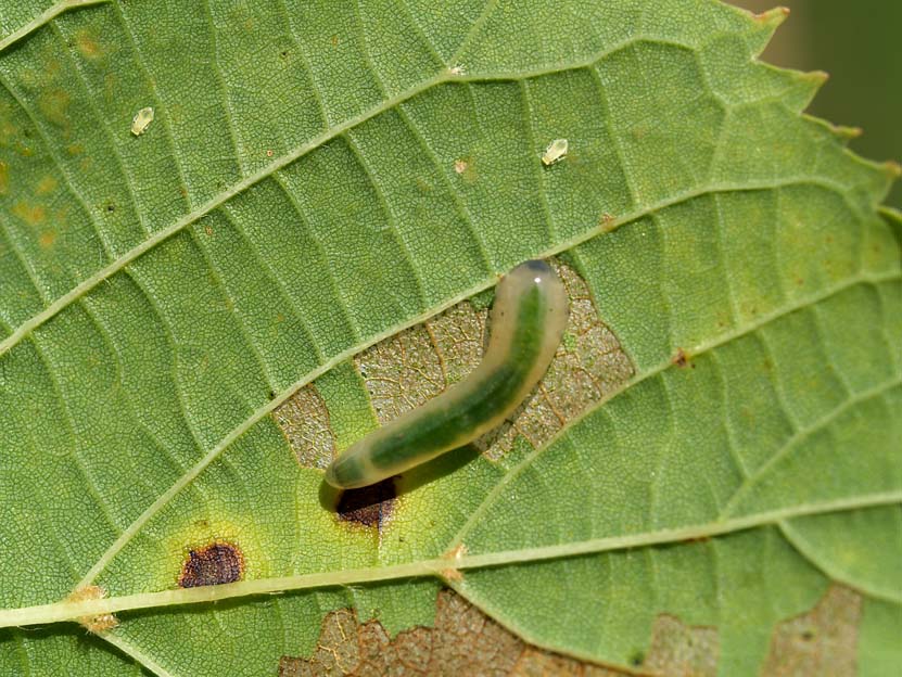 Croesus latitarcus.