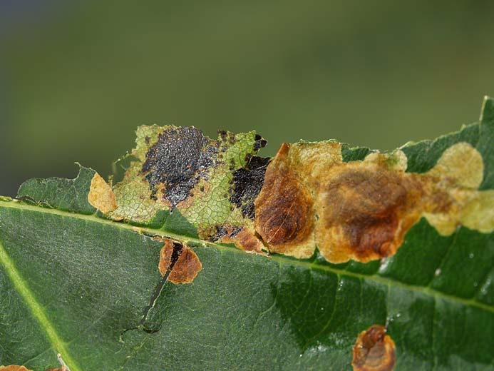 Caliroa annulipes