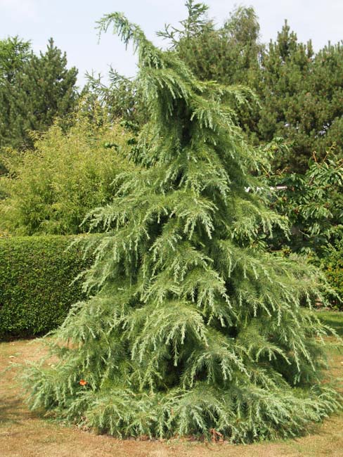 Cedrus deodare