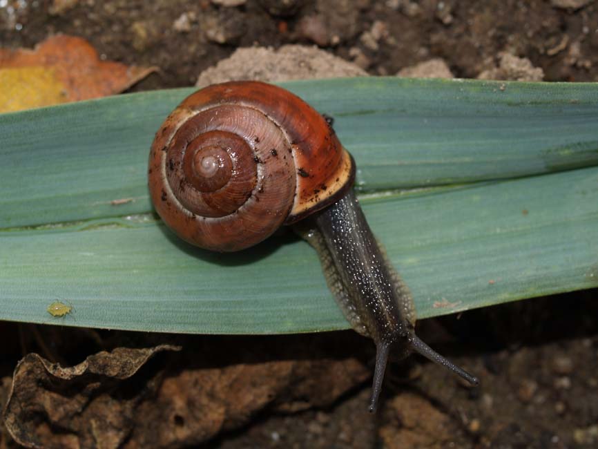 Cepaea nemoralis