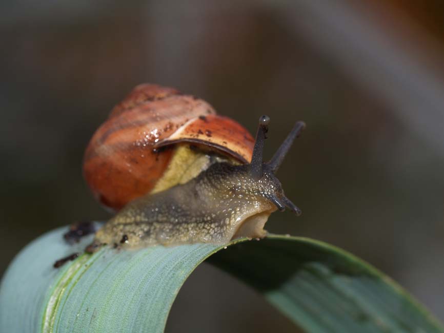 Cepaea nemoralis