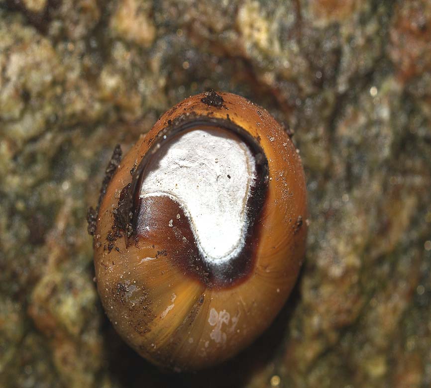 Cepaea nemoralis