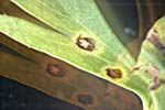 Cercospora carotae