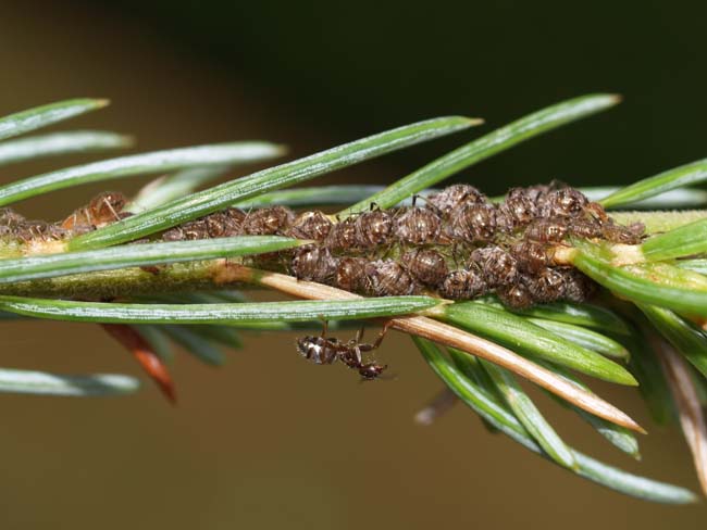 Cinara Conifer aphids