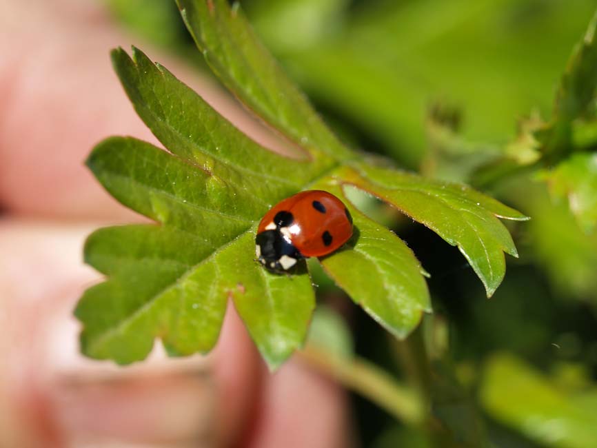 Coccinella septempunctata