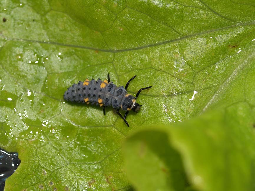 Coccinella septempunctata