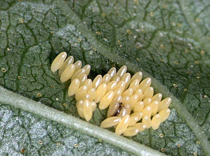 Coccinella septempunctata