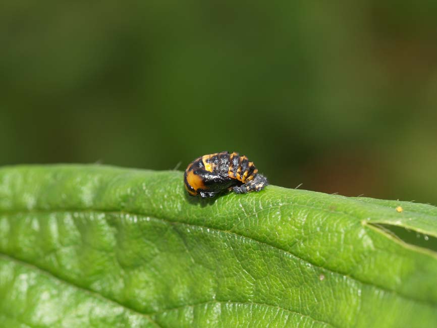 Coccinella septempunctata