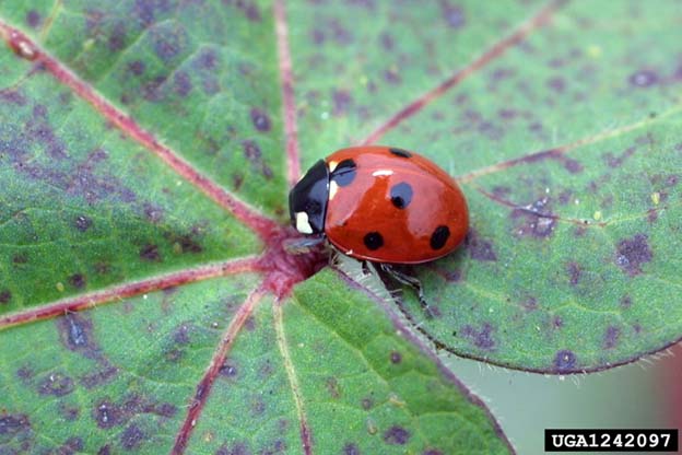 Coccinella septempunctata