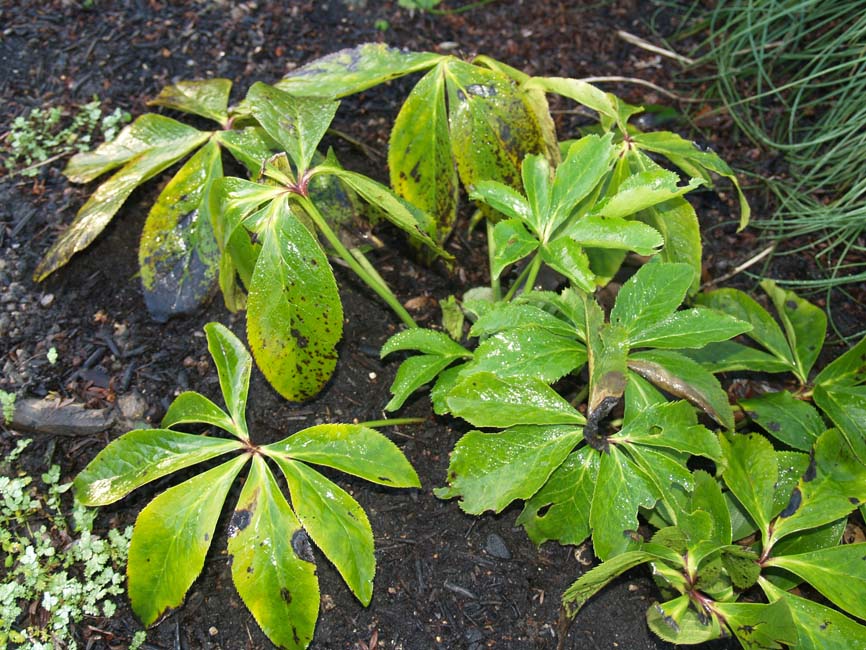 Coniothyrium hellebori