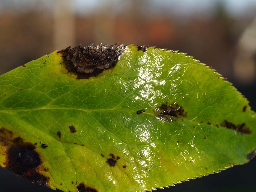 Microsphaeropsis hellebori