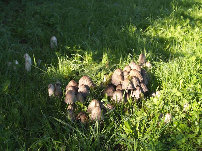 Coprinus atramentarius