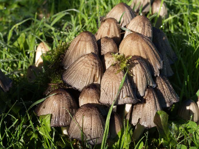 Coprinus atramentarius