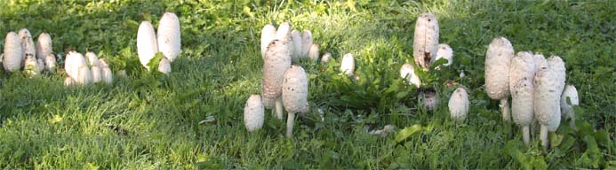 Coprinus comatus