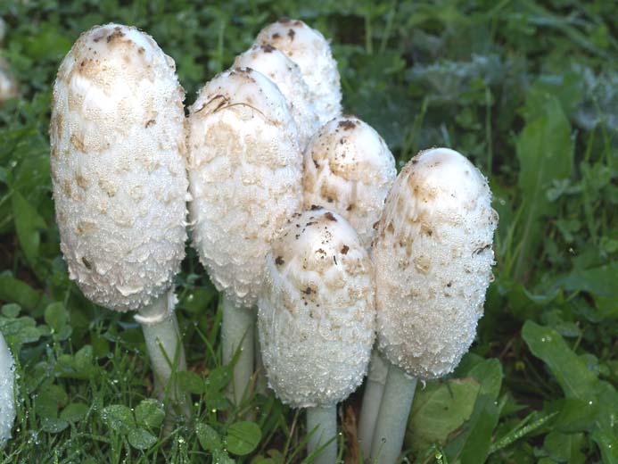 Coprinus comatus