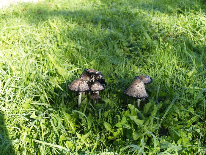 Coprinus comatus