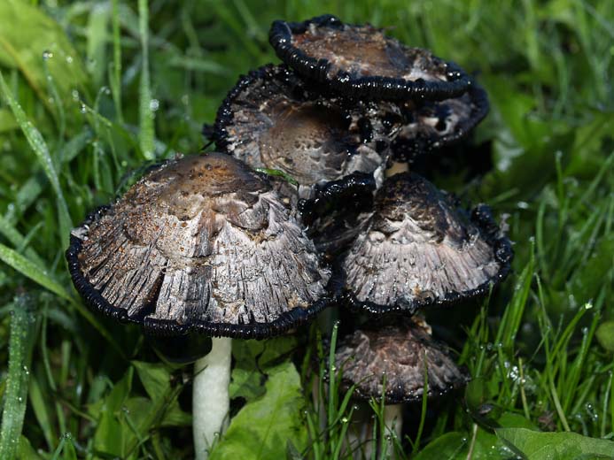 Coprinus comatus