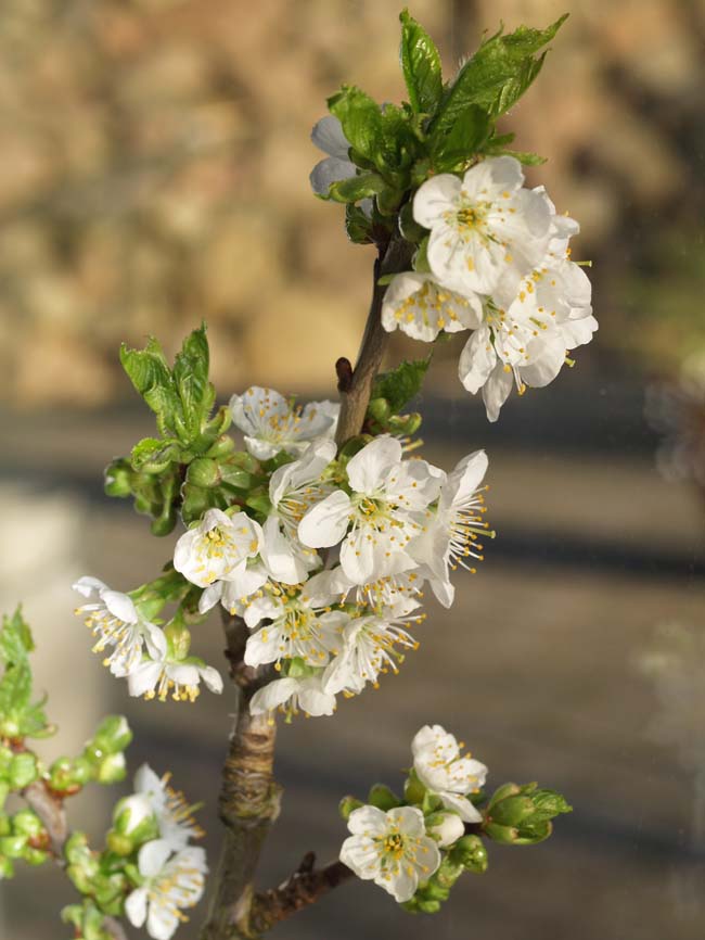 Blommetr i blomstring