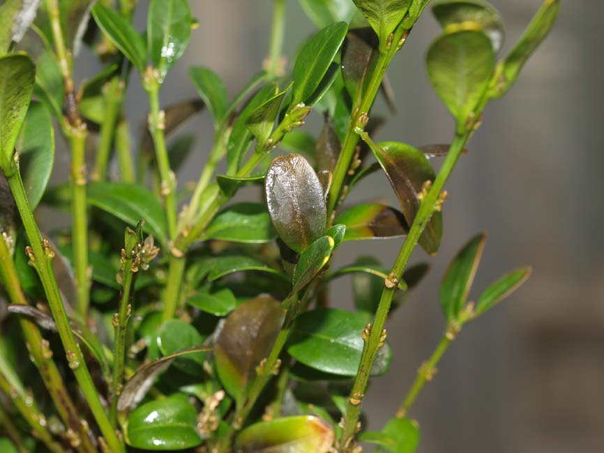 Cylindrocladium buxicola