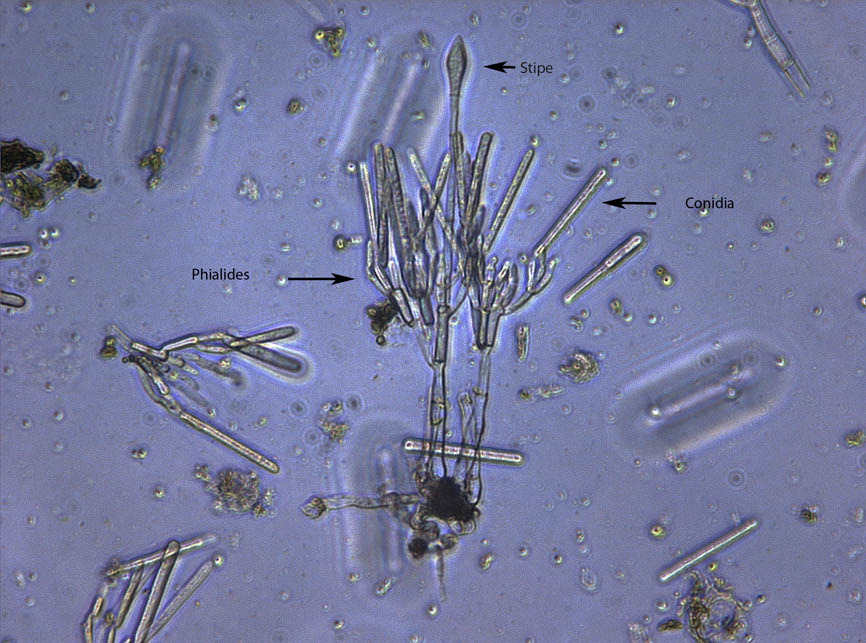 Cylindrocladium buxicola