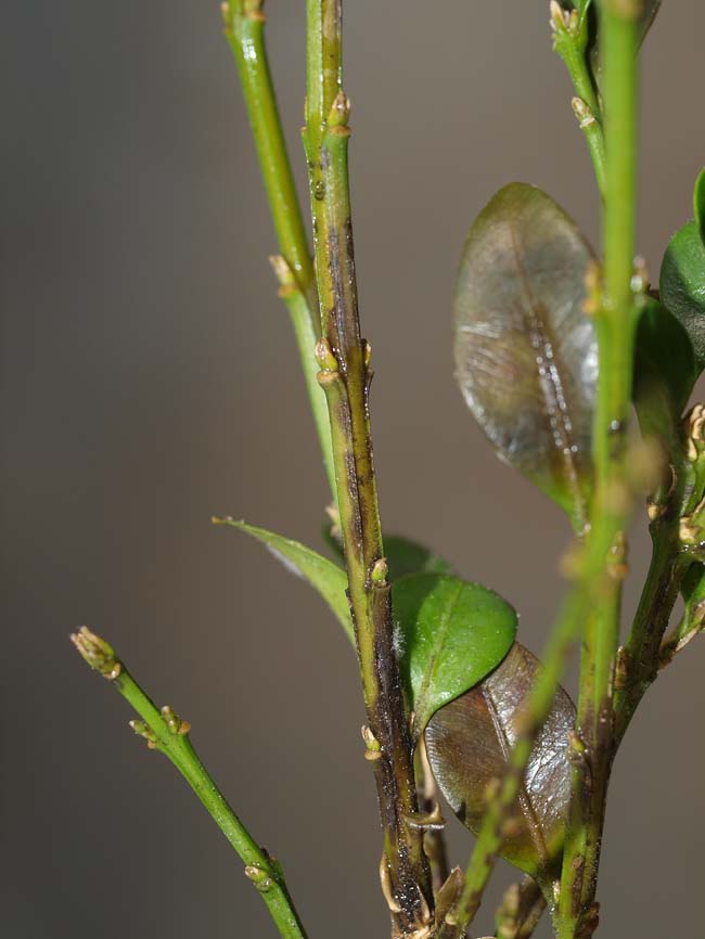 Cylindrocladium buxicola