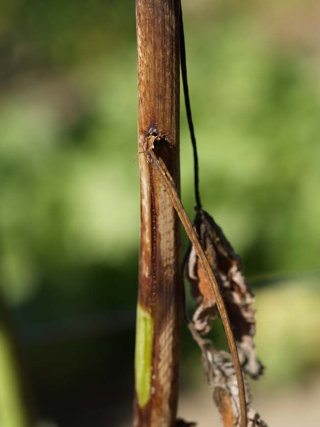 Didymella applanata