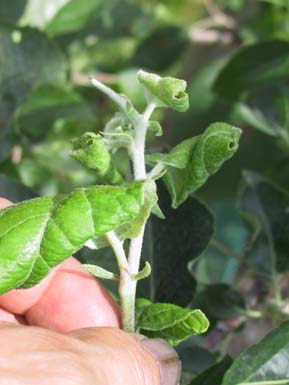 Dysaphis plantaginea