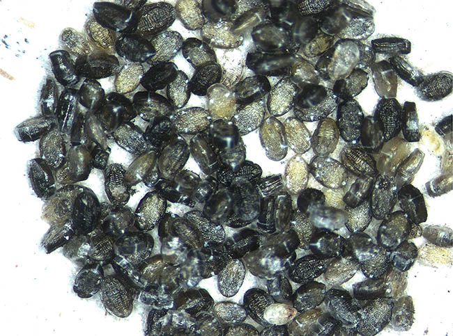 Encarsia formosa