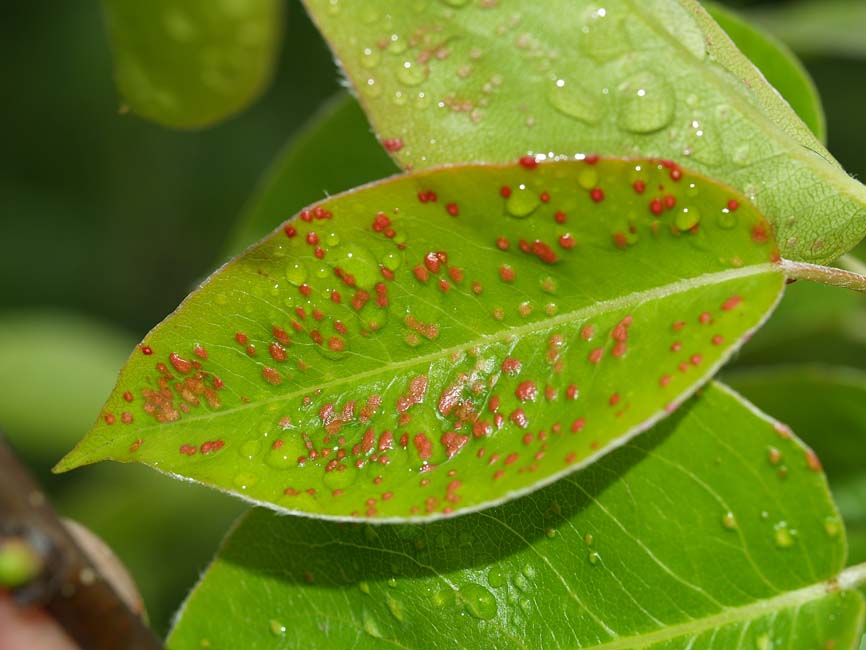 Eriophyes pyri