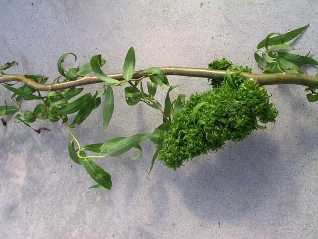 Eriophyes triradiatus.JPG